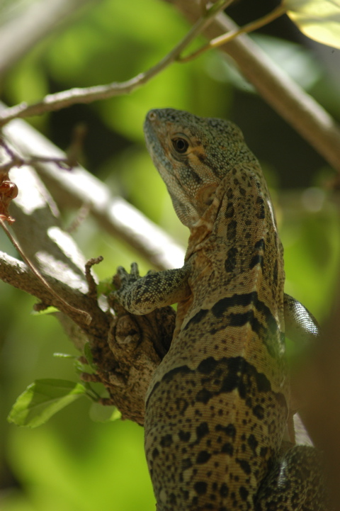 iguana003