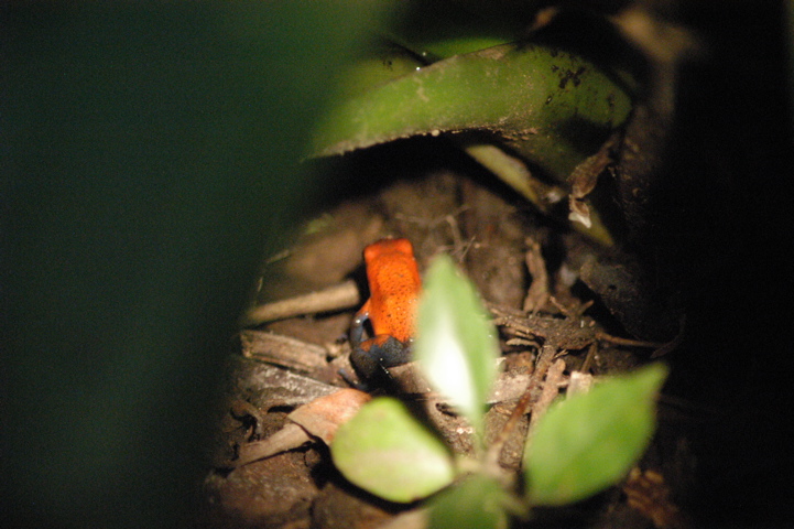 frogs001
