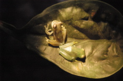 frogs016
