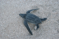 leatherback001