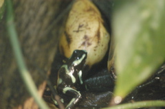 frogs004
